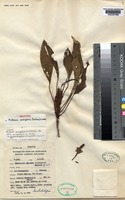 Isotype of Aridarum purseglovei (Furtado) M.Hotta [family ARACEAE]