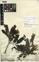 Isotype of Abarema asplenifolia ( Griseb.) Barneby & J.W.Grimes [family LEGUMINOSAE-MIMOSOIDEAE]