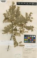 Isotype of Abarema barbouriana ( Standl.) Barneby & J.W.Grimes var. barbouriana [family LEGUMINOSAE-MIMOSOIDEAE]