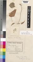 Pergularia barbata (Klotzsch) N.E.Br. ex Brenan [family ASCLEPIADACEAE]