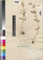 Ceropegia abyssinica Decne. [family ASCLEPIADACEAE]