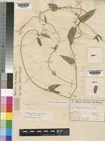 Type of Ceropegia leucotaenia K.Schum. [family ASCLEPIADACEAE]