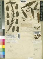 Calyptrochilum christyanum (Rchb.f.) Summerh. [family ORCHIDACEAE]