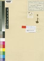 Lectotype of Nervilia reniformis Schltr. [family ORCHIDACEAE]