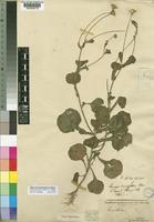 Emilia discifolia (Oliv.) C.Jeffrey [family COMPOSITAE]