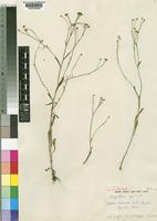 Bafutia tenuicaulis C.D.Adams [family COMPOSITAE]