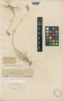 Lectotype of Hordeum pubiflorum Hook.f. subsp. halophilum (Griseb.) Baden & Bothmer [family POACEAE]