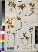 Crassula dichotoma L. [family CRASSULACEAE]