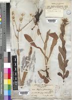 Alepidea peduncularis Steud., A.Rich [family UMBELLIFERAE]