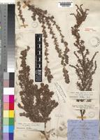 Cliffortia linearifolia unrecorded [family ROSACEAE]