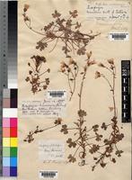 Saxifraga maweana unrecorded [family SAXIFRAGACEAE]