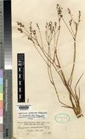 Isotype of Lapeirousia masukuensis Vaupel & Schltr. [family IRIDACEAE]