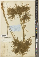 Type of Cyperus locuples C.B.Clarke [family CYPERACEAE]