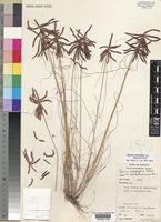 Holotype of Cyperus ossicaulis Lye [family CYPERACEAE]