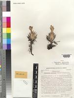 Isotype of Tillandsia reclinata E.Pereira & Martinelli [family BROMELIACEAE]