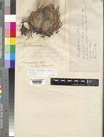 Lectotype of Tillandsia brachyphylla Baker [family BROMELIACEAE]