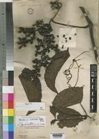 Syntype of Ampelocissus multistriata Planch. [family VITACEAE]
