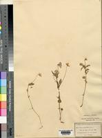 Viola tricolor L. var. alpestris [family VIOLACEAE]