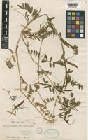Vicia sessiliflora Clos [family LEGUMINOSAE-PAPILIONOIDEAE]