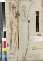 Juncus inflexus L. [family JUNCACEAE]