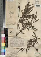 Type of Gonatopus angustus N.E.Br. [family ARACEAE]