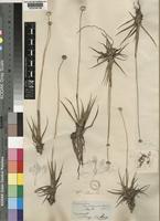 Eriocaulon sonderianum Körn. [family ERIOCAULACEAE]