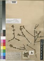 Sericanthe andongensis (Hiern) Robbr. var. andongensis [family RUBIACEAE]