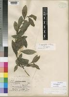 Syntype of Tricalysia myrtifolia S.Moore [family RUBIACEAE]