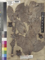Holotype of Eucalyptus macrocarpa Hook. [family MYRTACEAE]