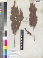 Leucopogon pendulus unrecorded var. cuspidatus Benth. [family EPACRIDACEAE]
