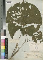 Piper umbellatum L. [family PIPERACEAE]