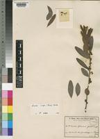 Euclea crispa (Thunb.) Gürke subsp. crispa [family EBENACEAE]