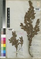 Euclea crispa (Thunb.) Gürke [family EBENACEAE]