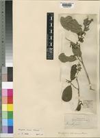Diospyros senensis Klotzsch [family EBENACEAE]