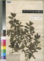 Type of Diospyros loureiriana G.Don subsp. vernalis Hein [family EBENACEAE]