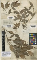Type of Trochocarpa laurina (Rudge) R.Br. [family ERICACEAE]