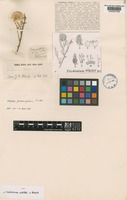 Type of Trichinium whitei J.M.Black [family AMARANTHACEAE]