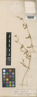 Isotype of Philoxerus diffusus R.Br. [family AMARANTHACEAE]