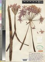 Isotype of Haemanthus pole-evansii Oberm. [family AMARYLLIDACEAE]