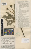 Isolectotype of Taraxacum stictophyllum Dahlst. [family COMPOSITAE]