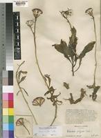 Kleinia oligondonta C.Jeffrey [family COMPOSITAE]