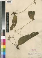 Holotype of Streptocarpus umtaliensis B.L.Burtt [family GESNERIACEAE]