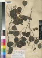 Syntype of Pterocarpus buchanani Schinz [family LEGUMINOSAE-PAPILIONOIDEAE]