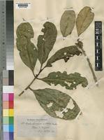 Type of Craterispermum aristatum Wernham [family RUBIACEAE]