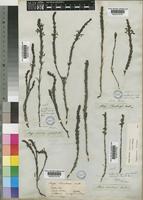 Striga bilabiata (Thunb.) Kuntze [family SCROPHULARIACEAE]