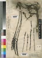 Striga gesnerioides (Willd.) Vatke [family SCROPHULARIACEAE]