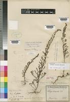 Lectotype of Selago lacunosa Klotzsch [family SCROPHULARIACEAE]