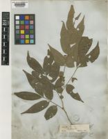 Trichilia pseudostipularis (A.Juss.) C.DC. [family MELIACEAE]
