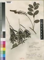 Indigofera homblei Baker f. & Martin subsp. longiflora J.B.Gillett [family LEGUMINOSAE-PAPILIONOIDEAE]