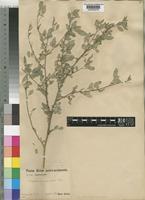 Indigofera trita L.f. var. subulata (Vahl ex Poir.) Ali [family LEGUMINOSAE-PAPILIONOIDEAE]